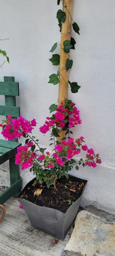 Aparthotel Dona Adelina House Ciudad Valles Zewnętrze zdjęcie
